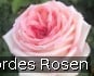 Buy Meine Rose