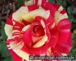 Méli-Mélo kaufen, click for more details Méli-Mélo