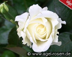 Memoire kaufen, click for more details Memoire