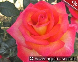 Michel Desjoyeaux syn. Sunrise kaufen, click for more details Michel Desjoyeaux syn. Sunrise