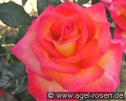 Michel Desjoyeaux syn. Sunrise kaufen, click for more details Michel Desjoyeaux syn. Sunrise