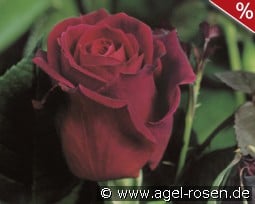 Mildred Scheel