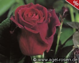 Mildred Scheel
