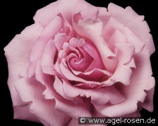 Millie Rose