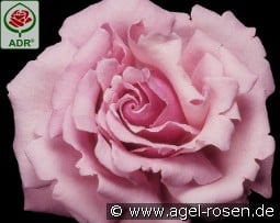 Millie Rose kaufen, click for more details Millie Rose