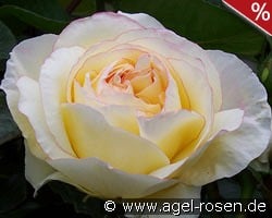 Mitsouko kaufen, click for more details Mitsouko