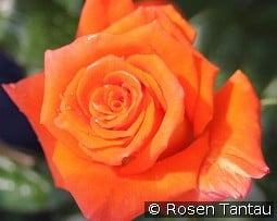 Monica kaufen, click for more details Monica