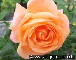 Monsieur Didier kaufen, click for more details Monsieur Didier