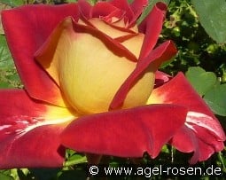 Monte Carlo Country Club kaufen, click for more details Monte Carlo Country Club