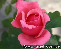 Montezuma kaufen, click for more details Montezuma