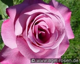 Moody Blue kaufen, click for more details Moody Blue