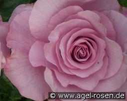 Neptune kaufen, click for more details Neptune