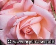 New Zealand kaufen, click for more details New Zealand