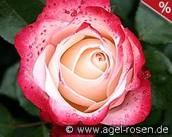 Nostalgie kaufen, click for more details Nostalgie