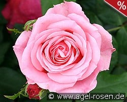Odette kaufen, click for more details Odette