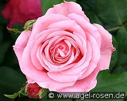 Odette kaufen, click for more details Odette