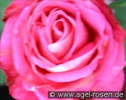 Olaf kaufen, click for more details Olaf