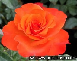 Orange Passion kaufen, click for more details Orange Passion