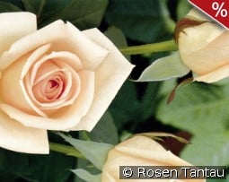 Osiana kaufen, click for more details Osiana