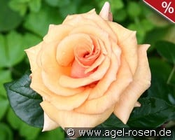 Paco Rabanne kaufen, click for more details Paco Rabanne