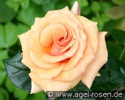 Paco Rabanne kaufen, click for more details Paco Rabanne