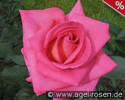 Parfum Royal kaufen, click for more details Parfum Royal