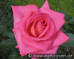 Parfum Royal kaufen, click for more details Parfum Royal