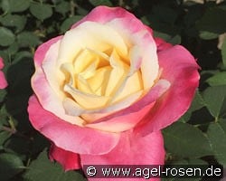 Parfum Tropical  kaufen, click for more details Parfum Tropical