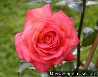 Parfum de Grasse