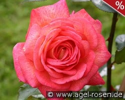 Parfum de Grasse kaufen, click for more details Parfum de Grasse