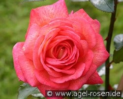 Parfum de Grasse kaufen, click for more details Parfum de Grasse