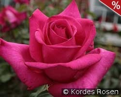 Parole kaufen, click for more details Parole