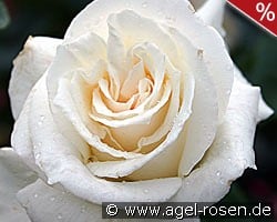 Pascali kaufen, click for more details Pascali