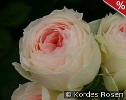 Pashmina - Pompon Flower Circus kaufen, click for more details Pashmina - Pompon Flower Circus