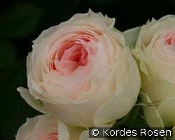 Pashmina - Pompon Flower Circus kaufen, click for more details Pashmina - Pompon Flower Circus