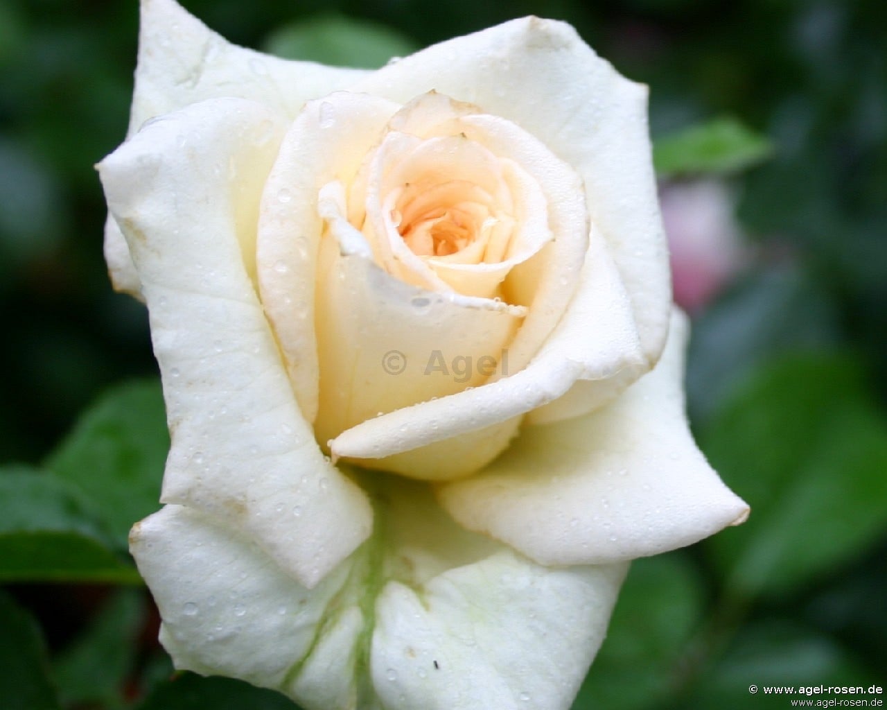 Pauline Hybrid Tea buy at AGEL ROSEN