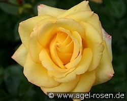 Peer Gynt kaufen, click for more details Peer Gynt