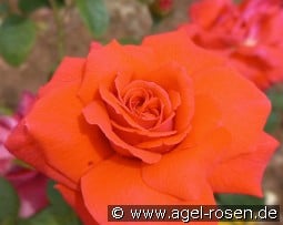 Pegasus kaufen, click for more details Pegasus