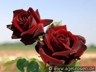 Perle Noire