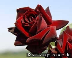 Perle Noire kaufen, click for more details Perle Noire