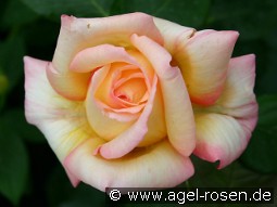 Philippe Noiret kaufen, click for more details Philippe Noiret