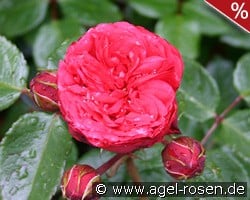 Piano kaufen, click for more details Piano