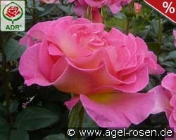 Pink Paradise kaufen, click for more details Pink Paradise