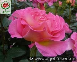 Pink Paradise kaufen, click for more details Pink Paradise