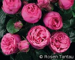 Pink Piano kaufen, click for more details Pink Piano