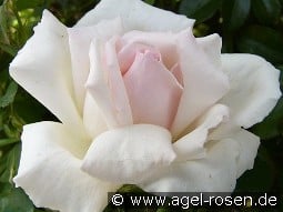 Poker  kaufen, click for more details Poker