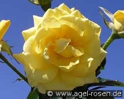 President Armand Zinsch kaufen, click for more details President Armand Zinsch