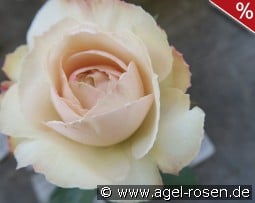 Princesse Astrid de Belgique kaufen, click for more details Princesse Astrid de Belgique