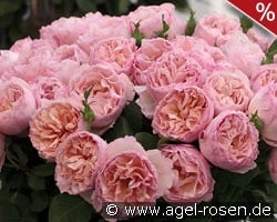 Princesse Charlene de Monaco syn. Duftjuwel kaufen, click for more details Princesse Charlene de Monaco syn. Duftjuwel