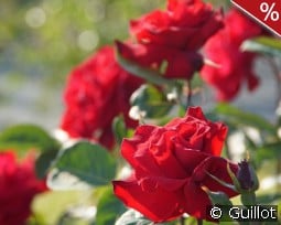 Proud Land kaufen, click for more details Proud Land